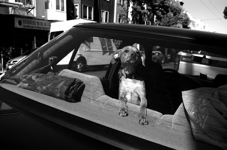 Der wahre Hund fährt Auto